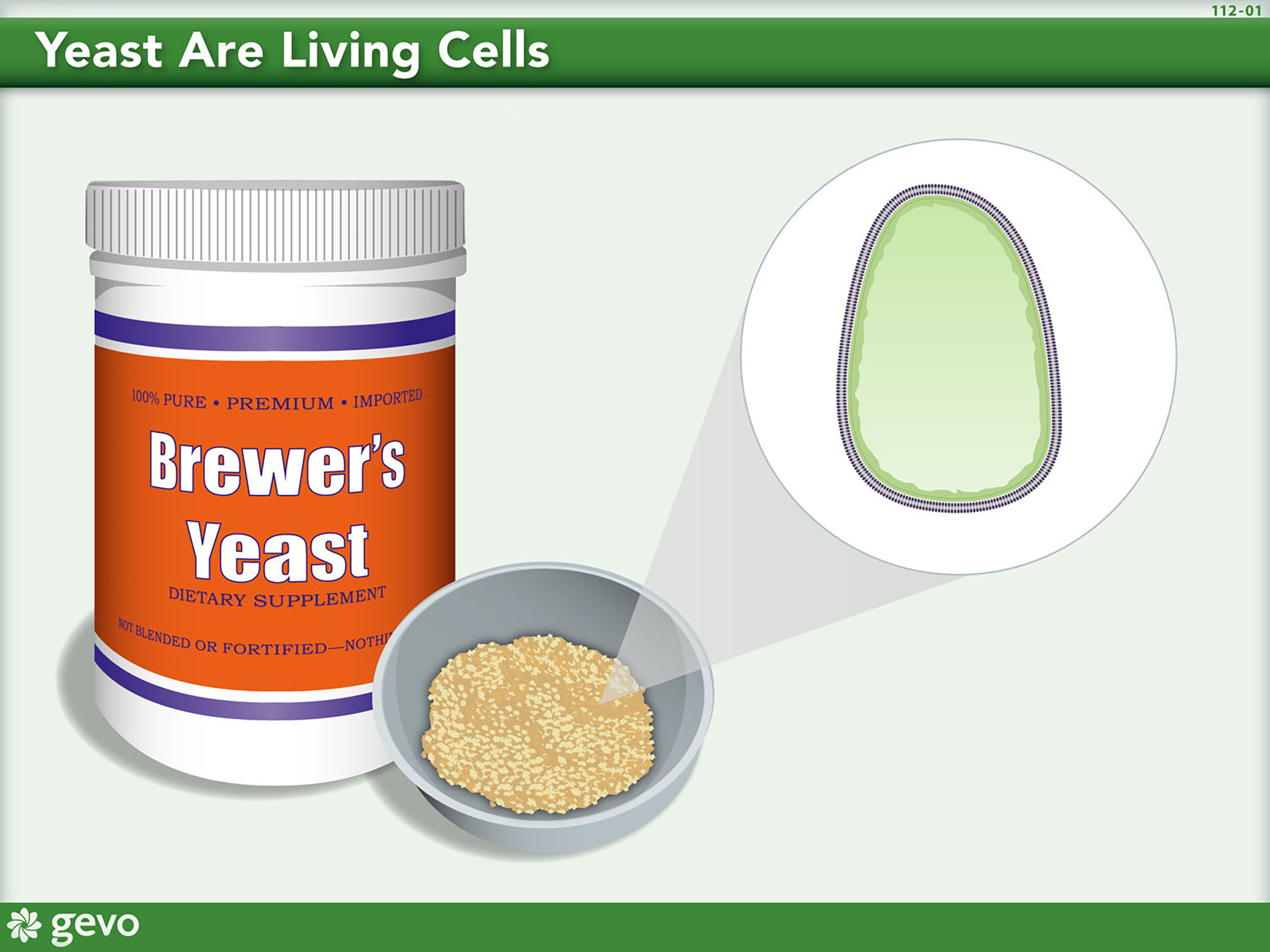 illustration depicting a container of Brewer's Yeast with an enlarged image of yeast explaining Yeast Are Living Cells.