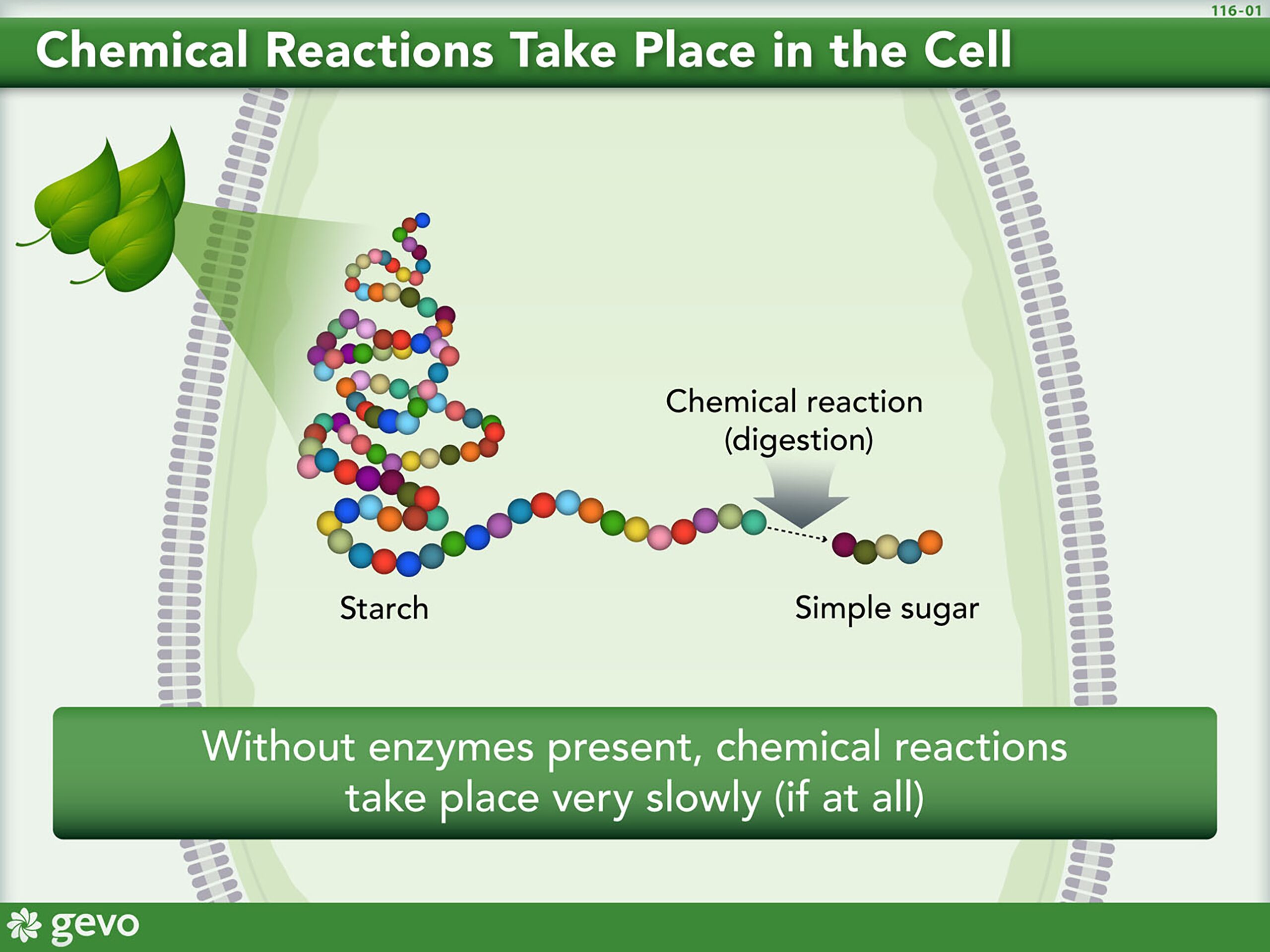 Illustration depicting that Chemical Reactions Take Place in the Cell. Without enzymes present, chemical reactions take place very slowly (if at all).