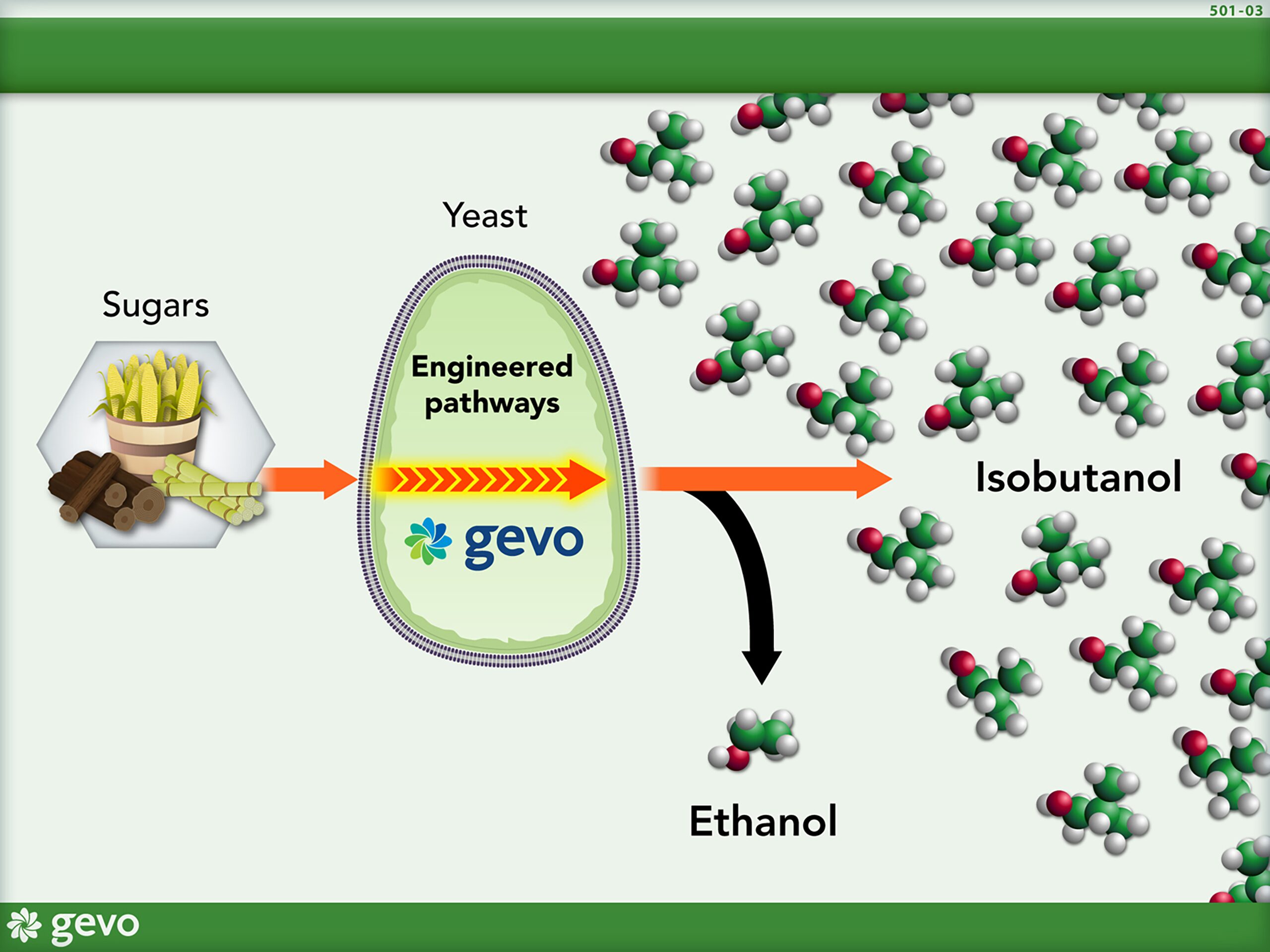 sugars turn to yeast which turn to Isobutanolor Ethanol
