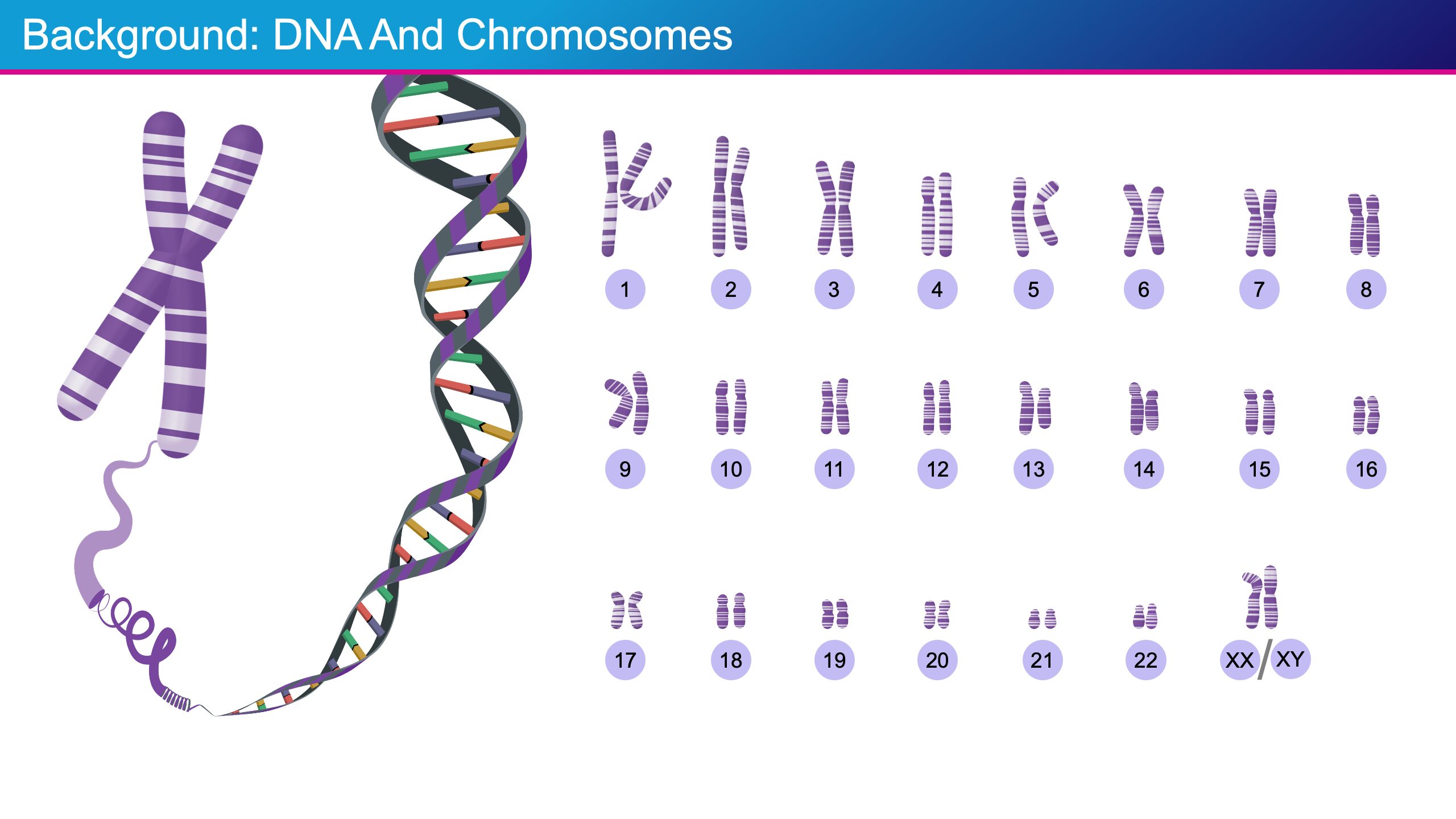 DNA and Chromosomes